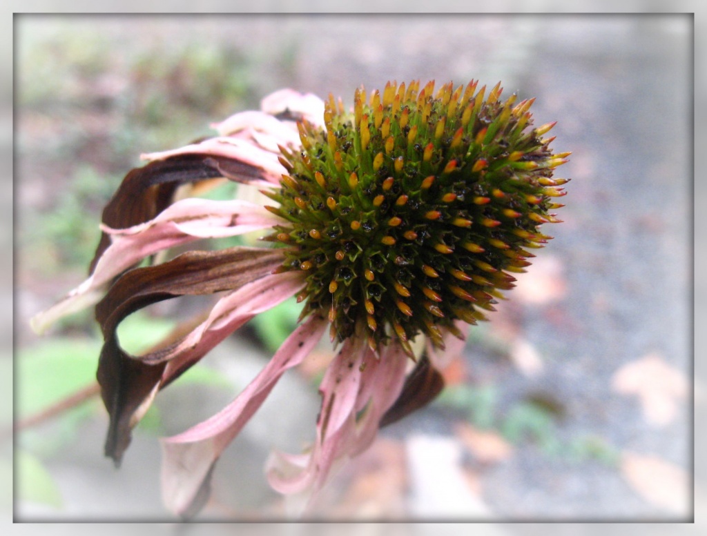 Autumn Coneflower 1 by olivetreeann