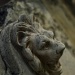 Lion's Head by fillingtime