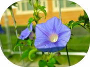 30th Sep 2011 - What's the Story, Morning Glory?