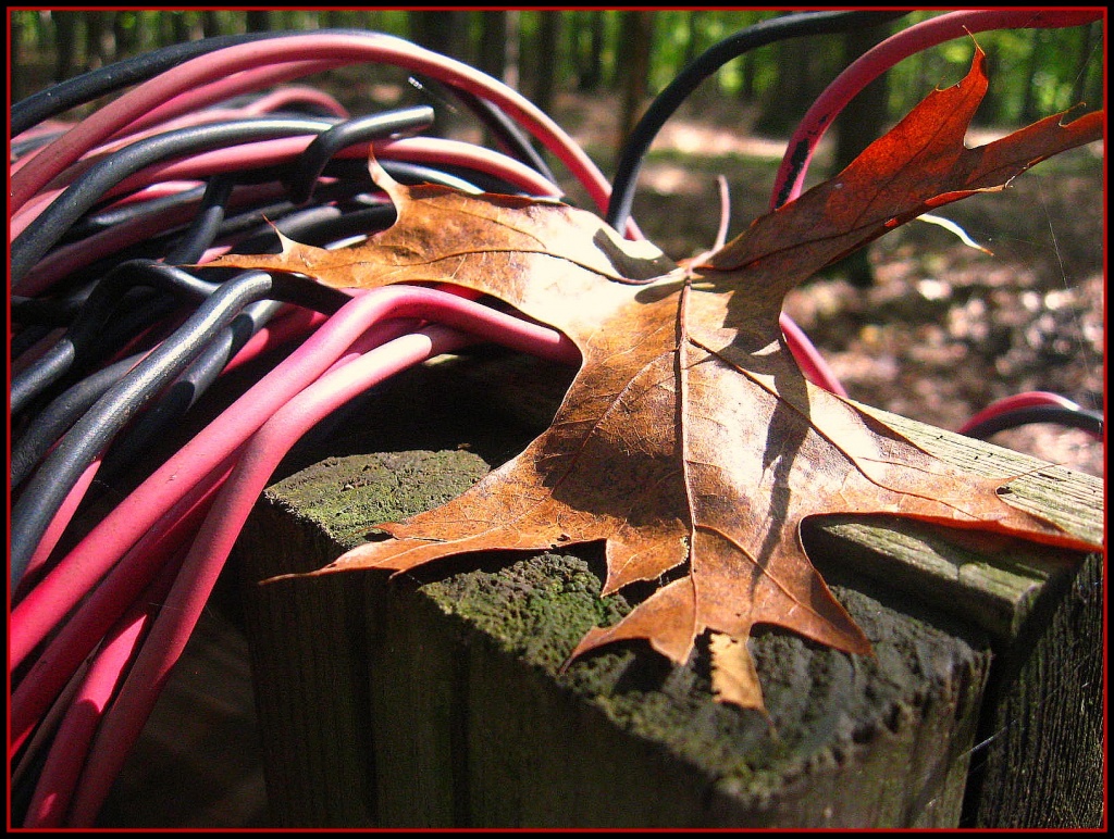 Leaf and Wires by olivetreeann