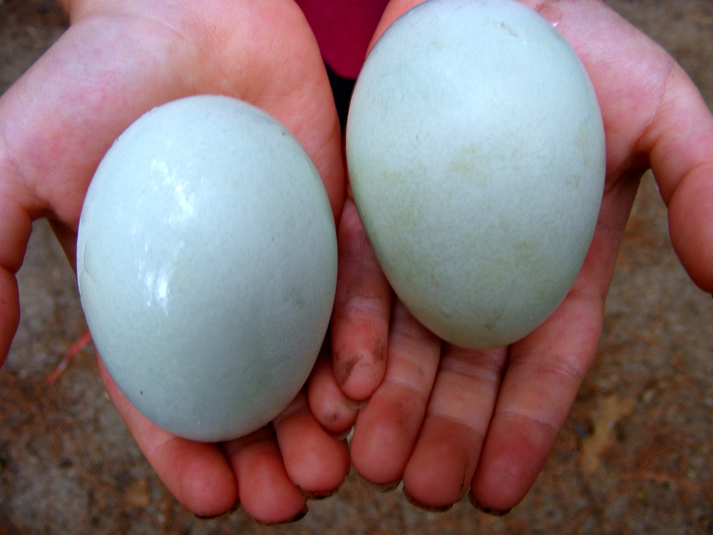 Green Eggs by lauriehiggins