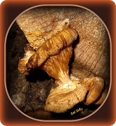 30th Sep 2011 - Lichen, Mushroom, Toadstool?