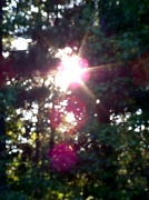 30th Sep 2011 - Sundown in my Trees
