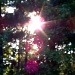 Sundown in my Trees by marlboromaam