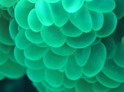 30th Sep 2011 - bubble coral - underwater macro