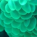 bubble coral - underwater macro by lbmcshutter