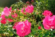 28th Sep 2011 - A rose (2)