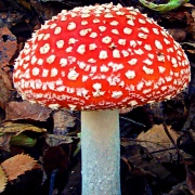 29th Sep 2011 - Toadstool