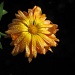 Radiant by daffodill