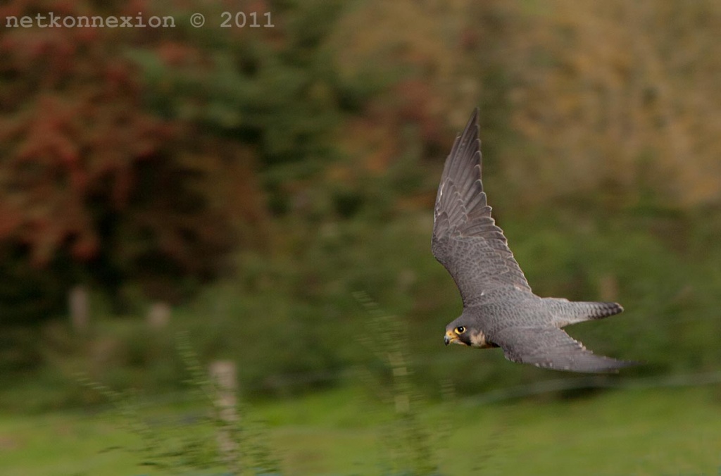 Peregrine Falcon In Flight by netkonnexion