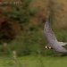 Peregrine Falcon In Flight by netkonnexion