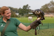 29th Sep 2011 - Falconer With Peregrine Falcon Feeding
