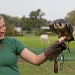 Falconer With Peregrine Falcon Feeding by netkonnexion