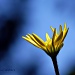 Last Daisy Standing by peggysirk