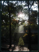 30th Sep 2011 - Morning Light