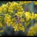 Bee in the goldenrod by svestdonley