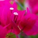 Bougainvillea Blossom by cjphoto