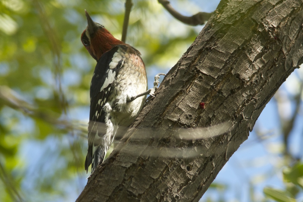 Red-breasted Sapsucker by robv
