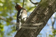 30th Sep 2011 - Red-breasted Sapsucker