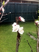 1st Oct 2011 - Blossom