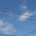 Birds on wires by mandyj92