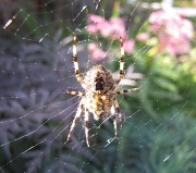 27th Sep 2011 - Spiders web 