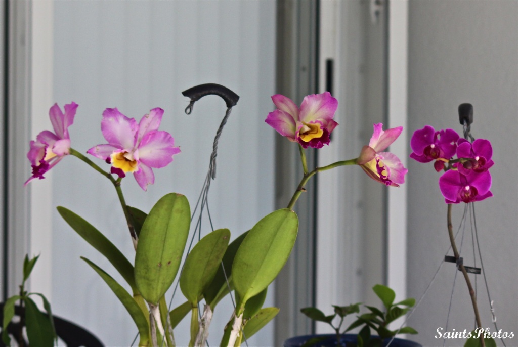 Nana's Catlaya Orchid update by stcyr1up