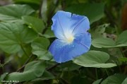 1st Oct 2011 - Blue Morning Glory