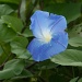 Blue Morning Glory by falcon11
