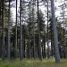  Forest by pyrrhula