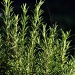 Rosemary by phil_howcroft