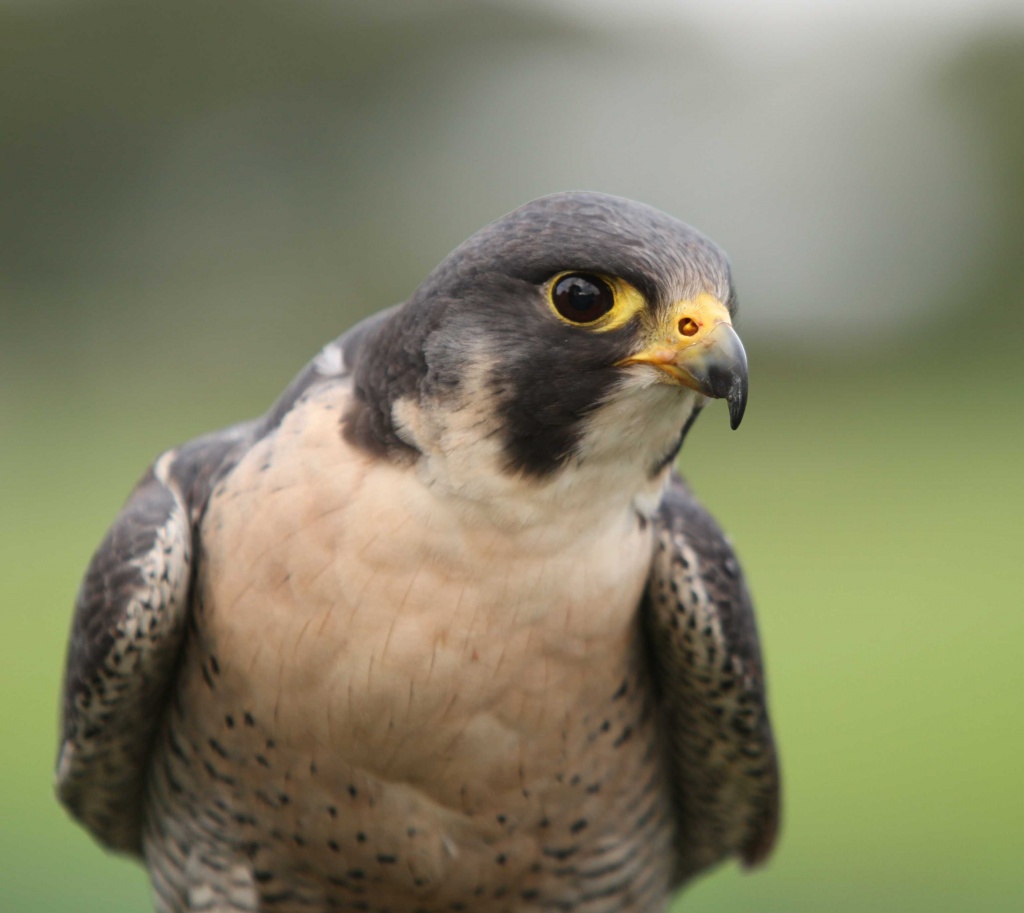 Portrait Of A Peregrine Falcon by netkonnexion