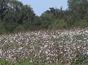 1st Oct 2011 - ,,,,in Those Ole Cotton Fields Back Home