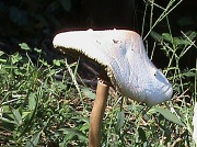 1st Oct 2011 - Mushroom
