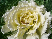1st Oct 2011 - cabbage patch petals. 
