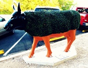 1st Oct 2011 - Chia Cow