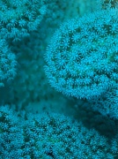 1st Oct 2011 - another underwater macro - soft coral