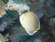 2nd Oct 2011 - Spotted Butterflyfish - Chaetodon guttatissimus