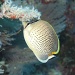 Spotted Butterflyfish - Chaetodon guttatissimus by lbmcshutter