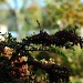 Cotoneaster horizontalis by parisouailleurs