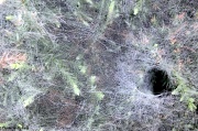 21st Sep 2011 - Beneath the ‘webs’ we weave…
