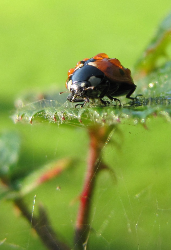 Ladybird with dew drops by itsonlyart