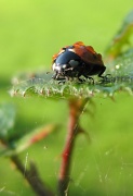 2nd Oct 2011 - Ladybird with dew drops