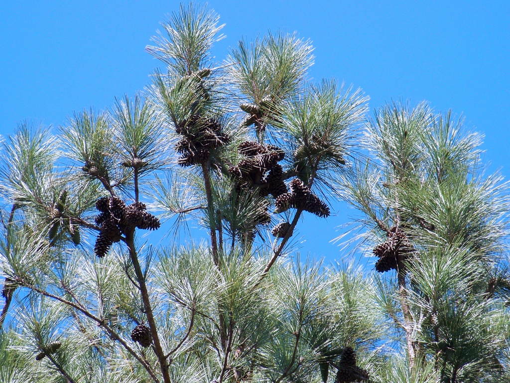 Bumper Crop of Pine Cones by marlboromaam