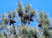 2nd Oct 2011 - Bumper Crop of Pine Cones