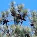 Bumper Crop of Pine Cones by marlboromaam