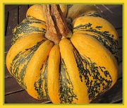 1st Oct 2011 - Pumpkin squash