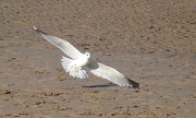 29th Sep 2011 - Coming in to land
