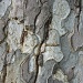 Sycamore Bark by lisabell