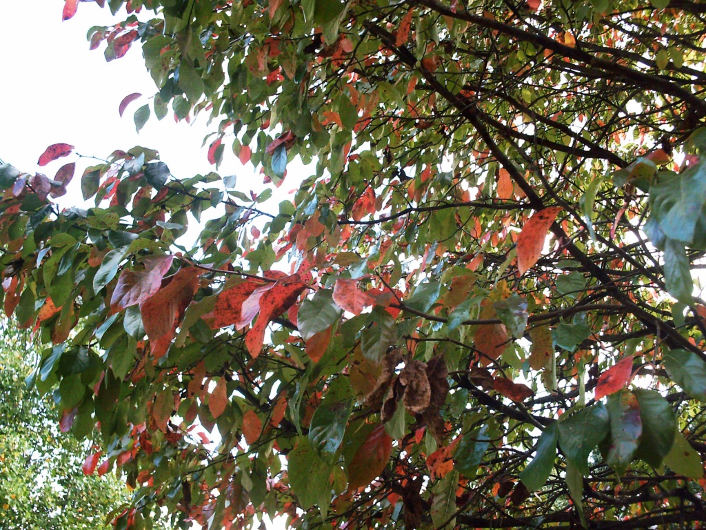 Blackgum Leaves 10.2.11 by sfeldphotos